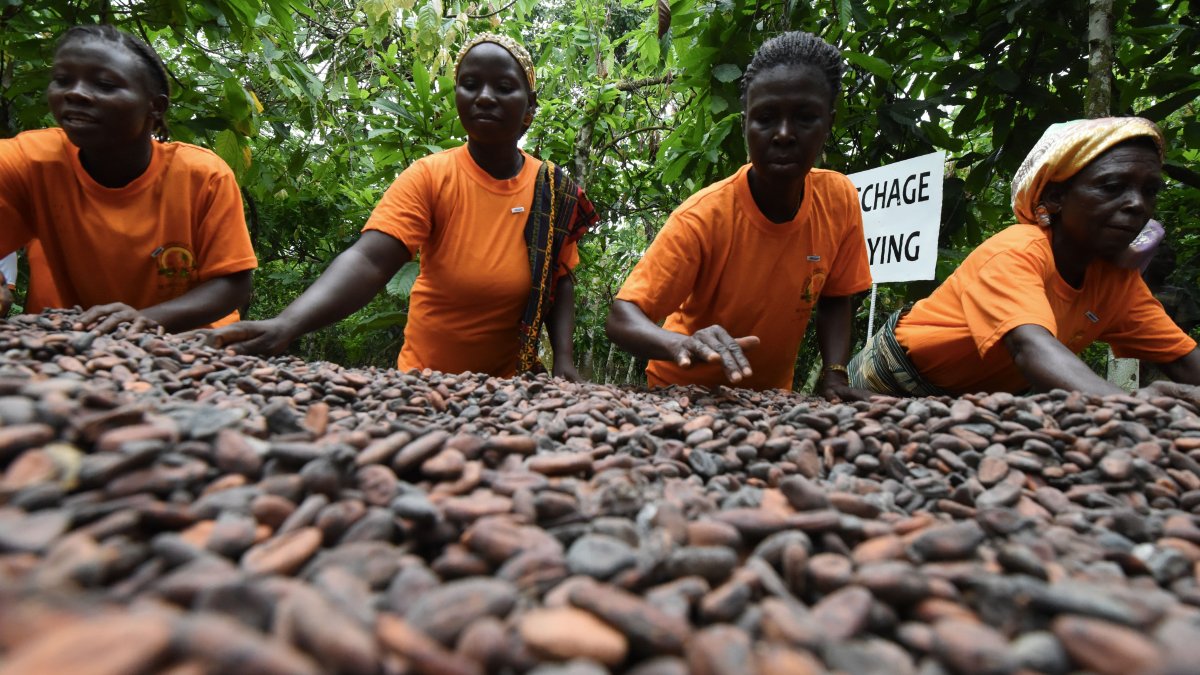 'It's Difficult to Feed Our Families': Volatile Cocoa Prices Are Pushing West African Farmers Further Into Poverty – NBC 5 Dallas-Fort Worth - Vimarsana News