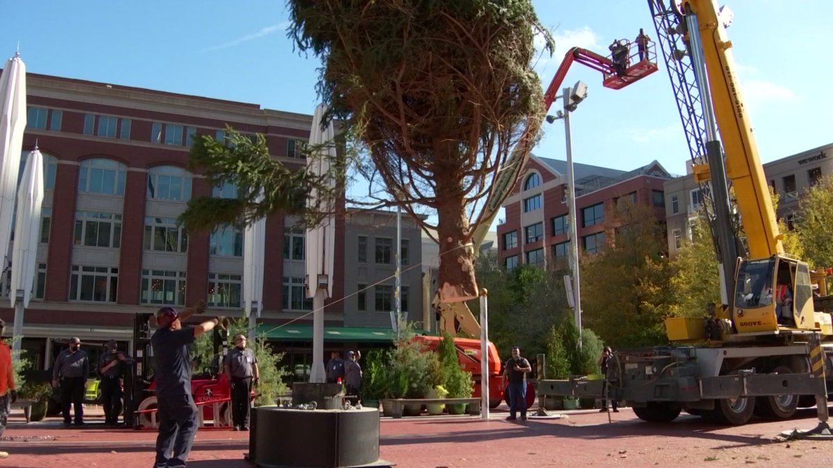 Fort Worth Christmas Tree Arrives at Sundance Plaza NBC 5 DallasFort