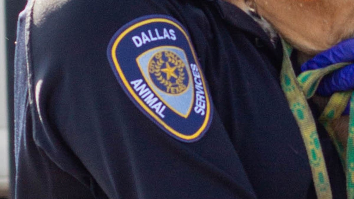 Winter Weather Leaves Dallas Animal Services Overflowing, in Need of ...