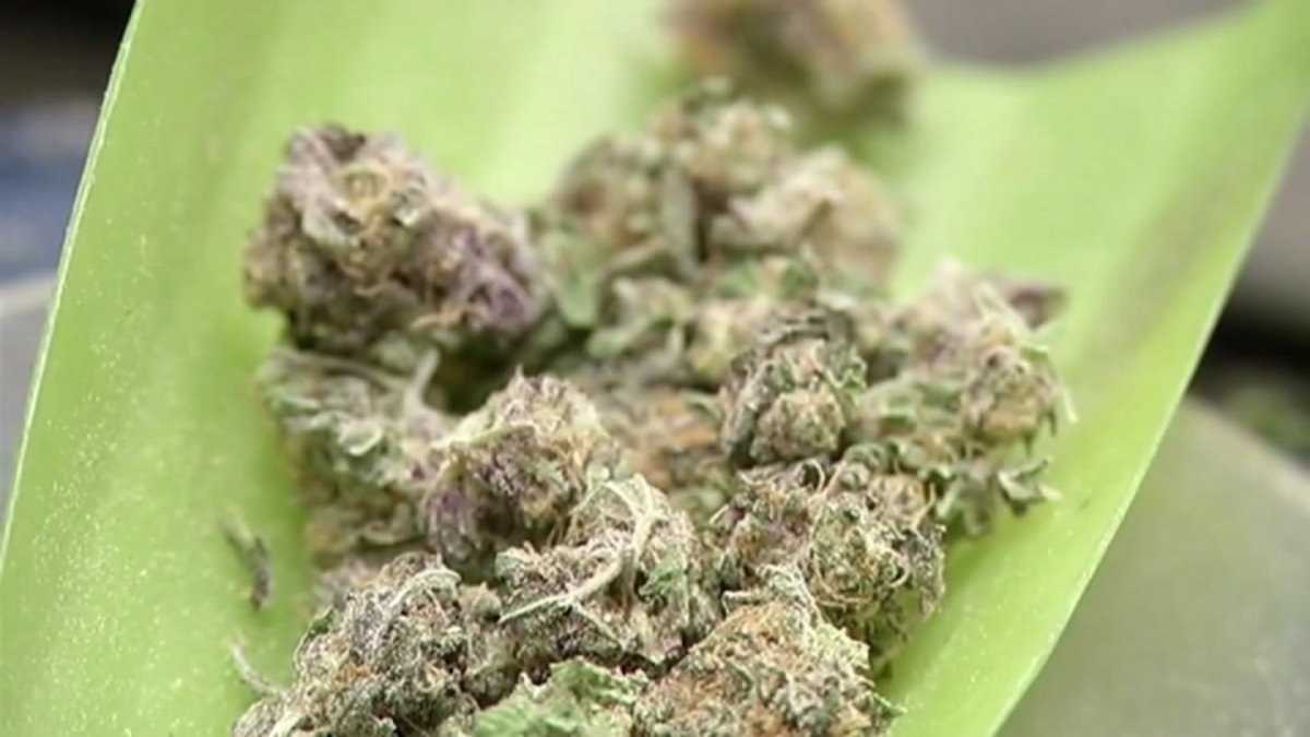 Denton to Propose Decriminalizing Small Amounts of Marijuana - Vimarsana News
