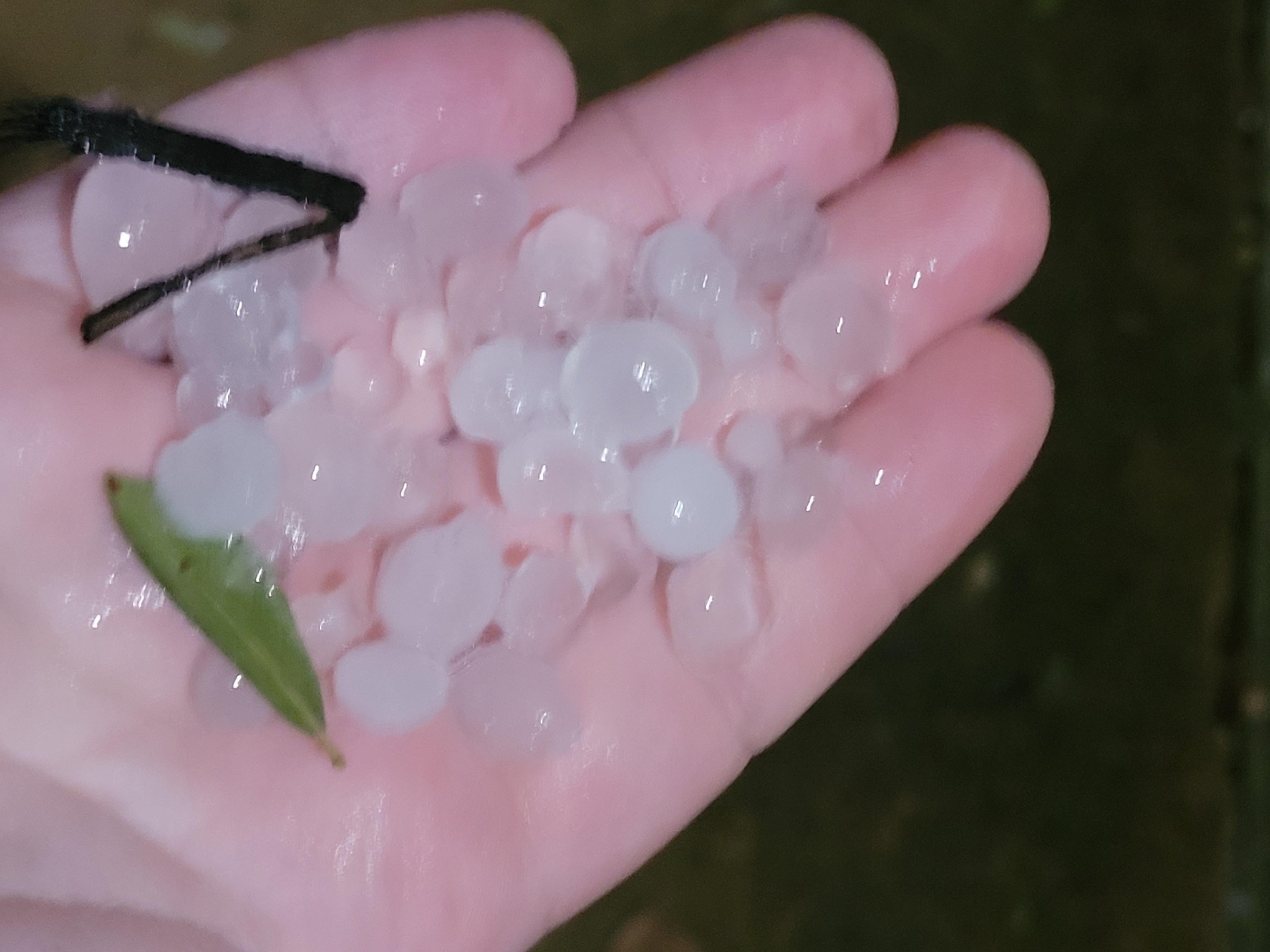Here is some pics of the hail that fell in Grapevine. Mostly small marble size but a few larger stones fell.