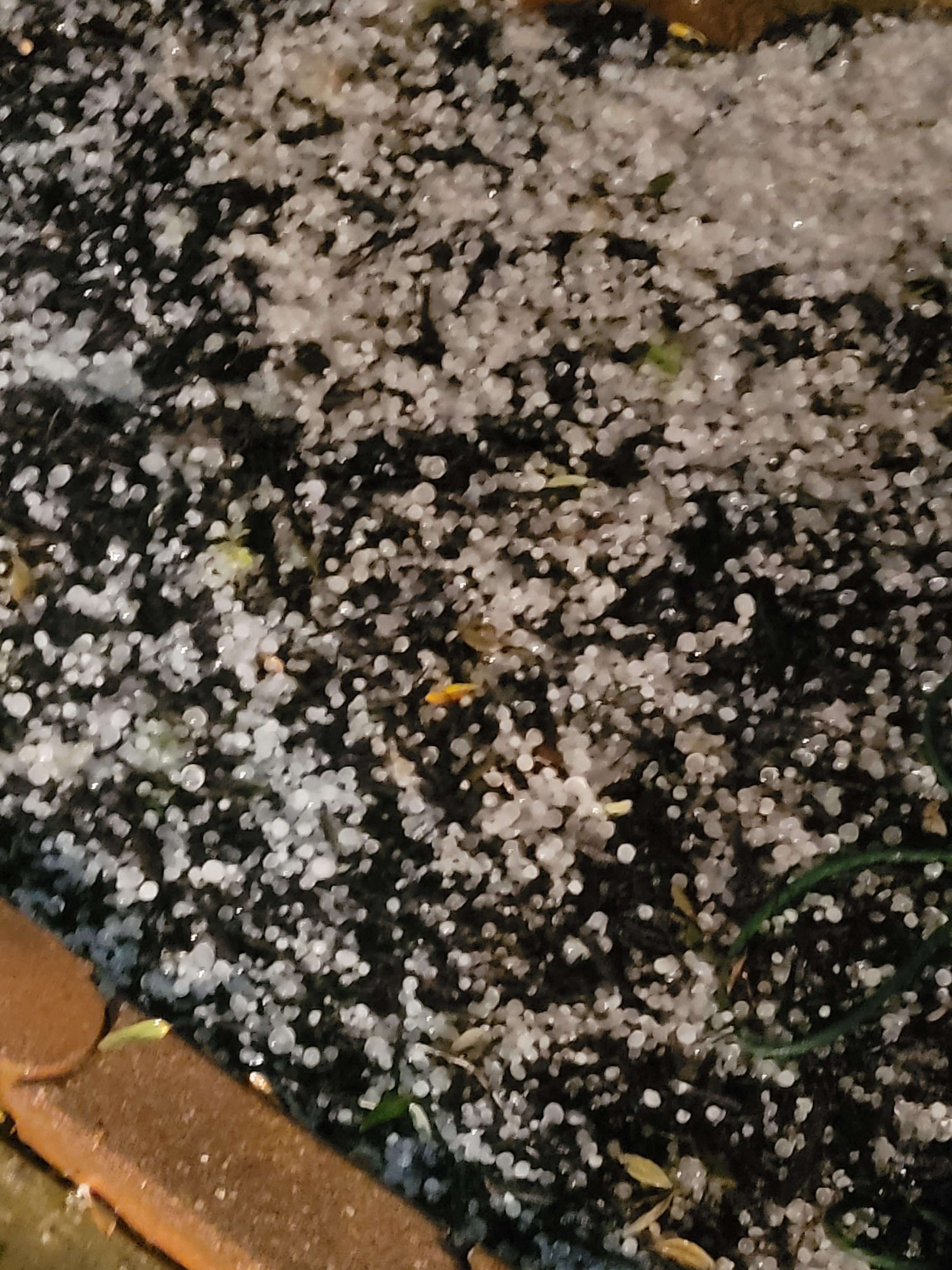 Here is some pics of the hail that fell in Grapevine. Mostly small marble size but a few larger stones fell.