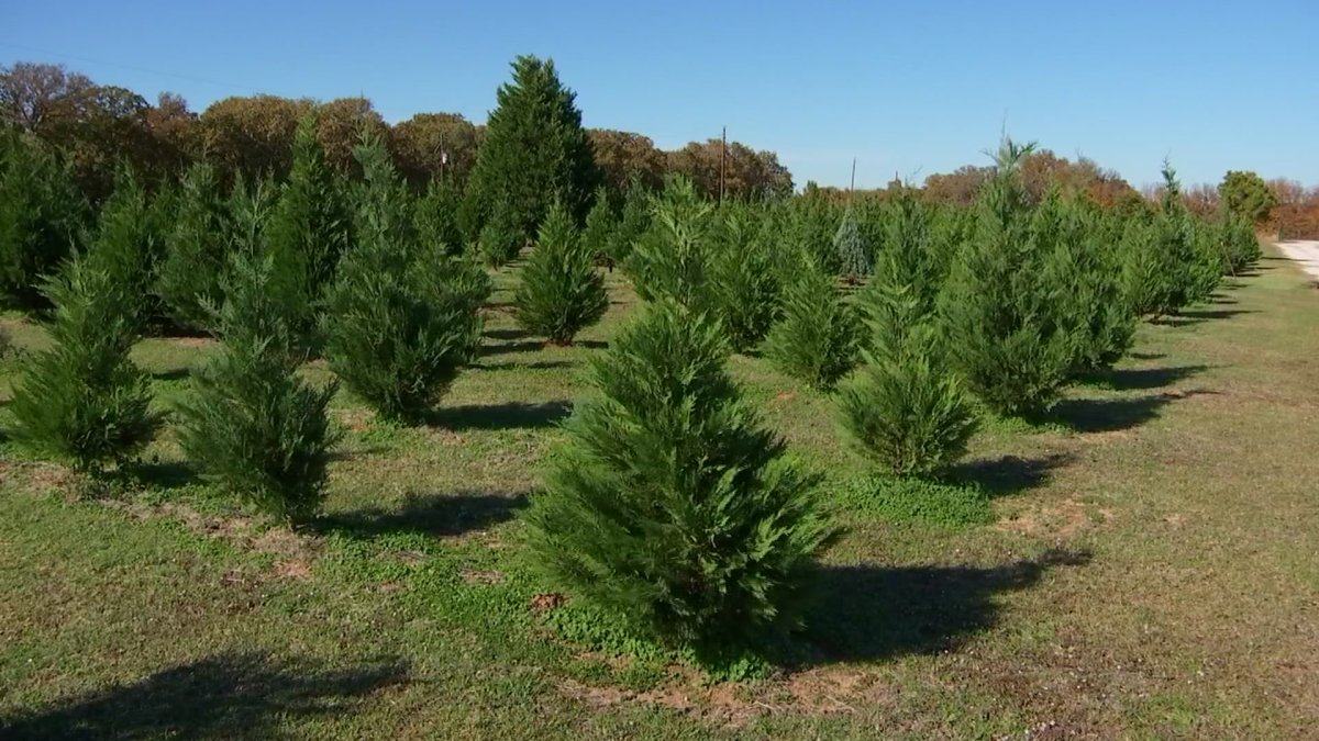 Winter Storm, Supply Chain Problems Impact Christmas Tree Business – NBC 5 Dallas-Fort Worth