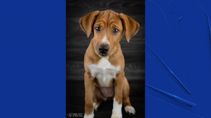 Tag Pet Of The Week Nbc 5 Dallas Fort Worth