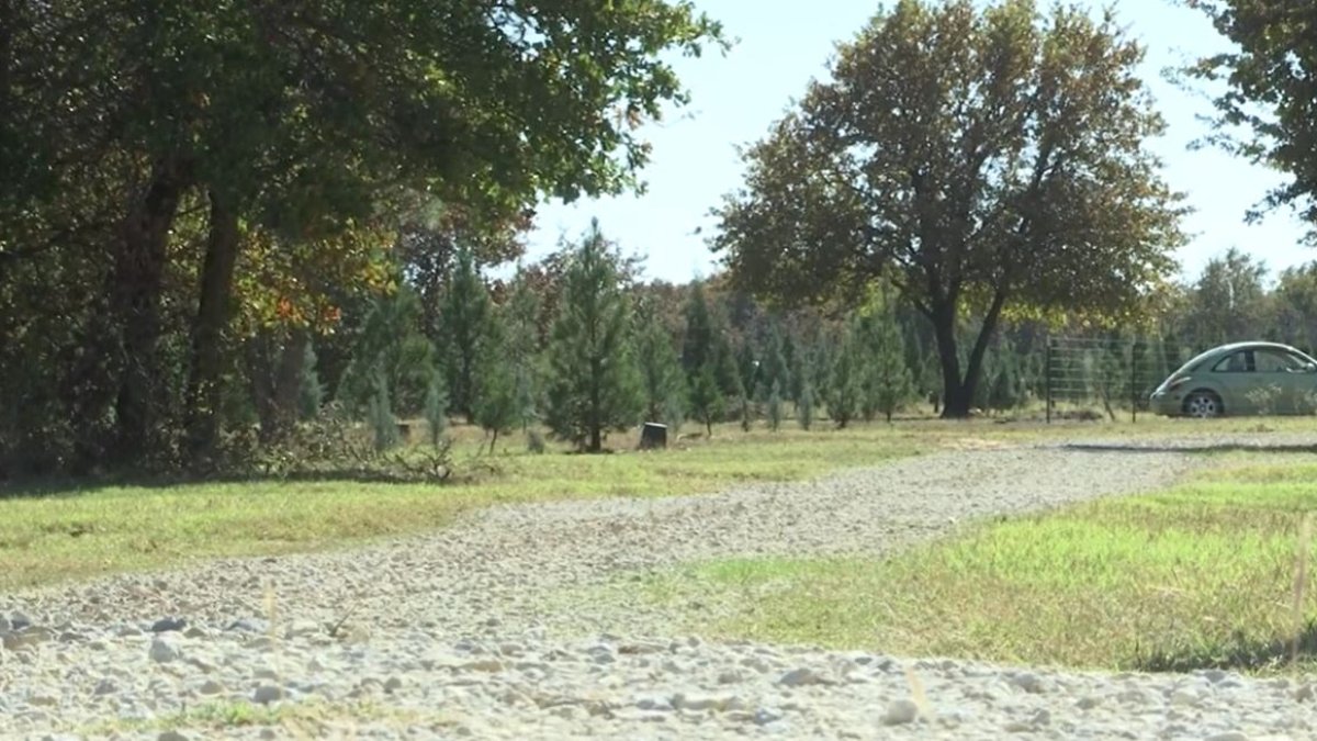 Artificial Christmas Tree Shortage Has Texas Tree Farm Ready for