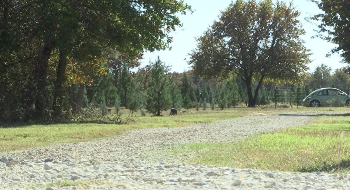 Artificial Christmas Tree Shortage Has Texas Tree Farm Ready for Holiday Season – NBC 5 Dallas-Fort Worth Artificial Christmas Tree Shortage Has Texas Tree Farm Ready for Holiday Season – NBC 5 Dallas-Fort Worth