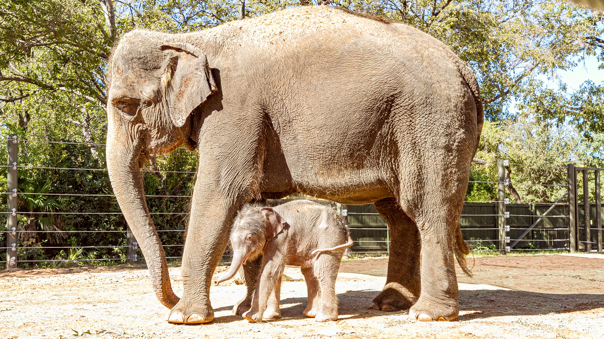 Baby Asian Elephant Born at Fort Worth Zoo – NBC 5 Dallas
