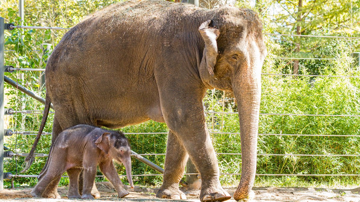 Fort Worth Zoo Gets Makeover From Philanthropist Ramona Bass - Vimarsana News
