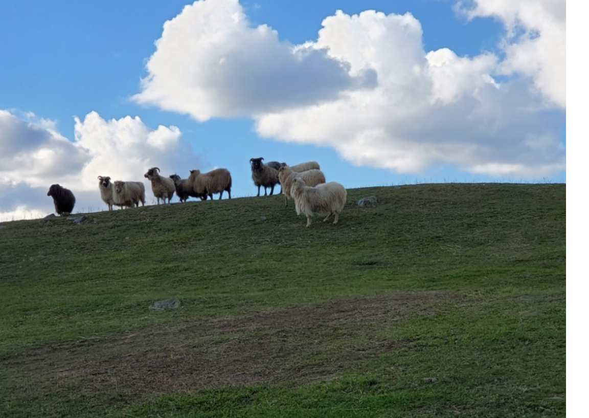 nbcdfw.com - Lana Ferguson, Staff Writer | The Dallas Morning News - 'Solar sheep' industry booms as ranchers, farmers try to co-exist with energy projects