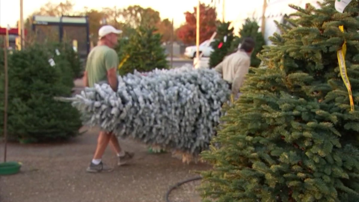How to Find a Christmas Tree Amid Shortages NBC 5 DallasFort Worth