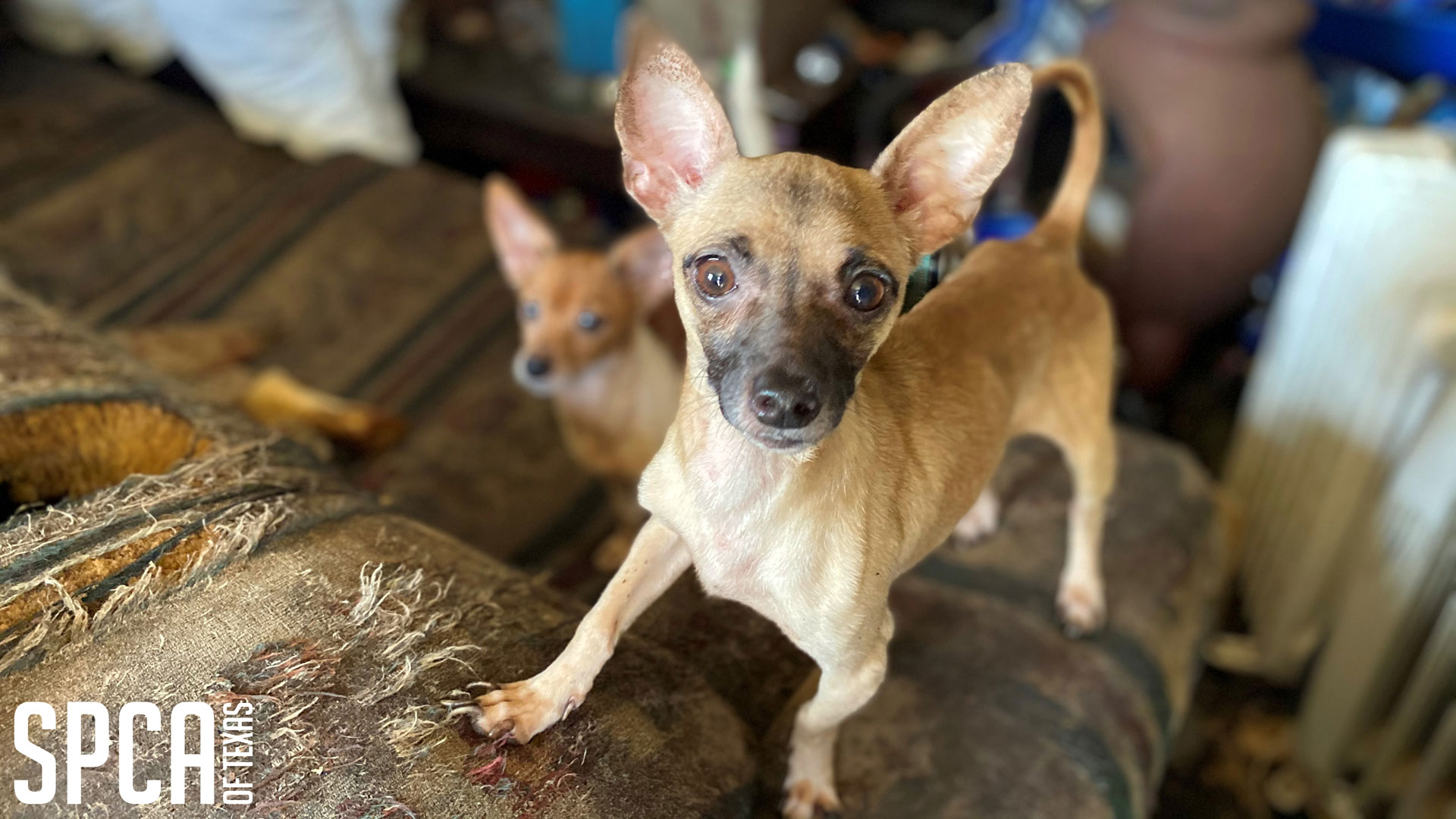 Petsmart dog sale adoption hours