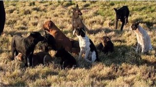 Multiple abandoned dogs in a meadow.