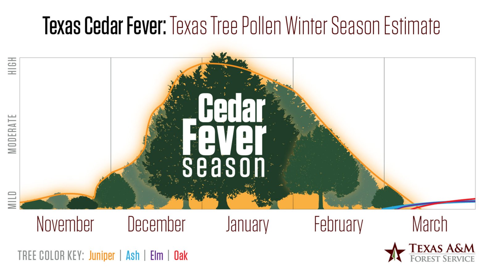 Here’s When Cedar Fever Season Comes to Texas – NBC 5 Dallas-Fort Worth