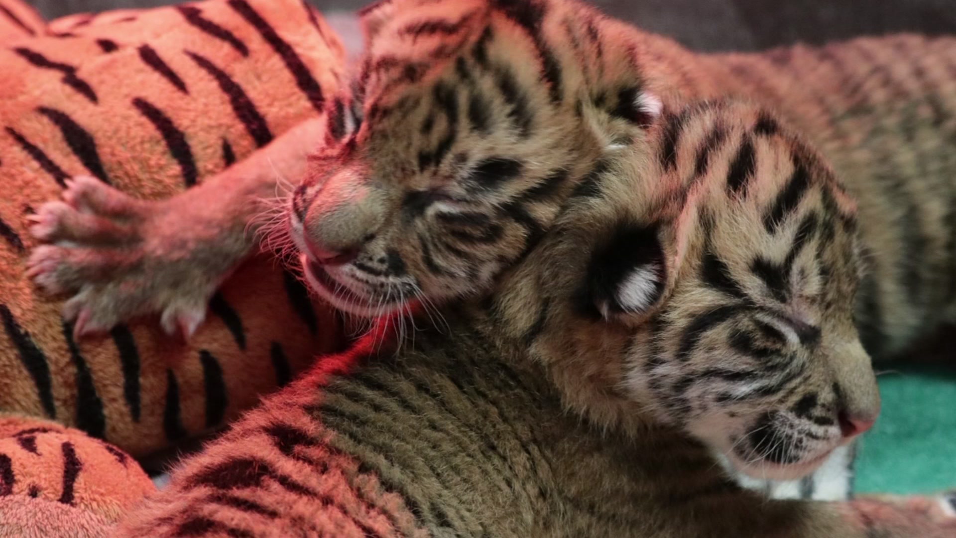 Fort+Worth+Zoo+Welcomes+Two+New+Tiger+Cubs