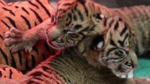 The Dallas Zoo is celebrating some new arrivals, two Sumatran tiger cubs.