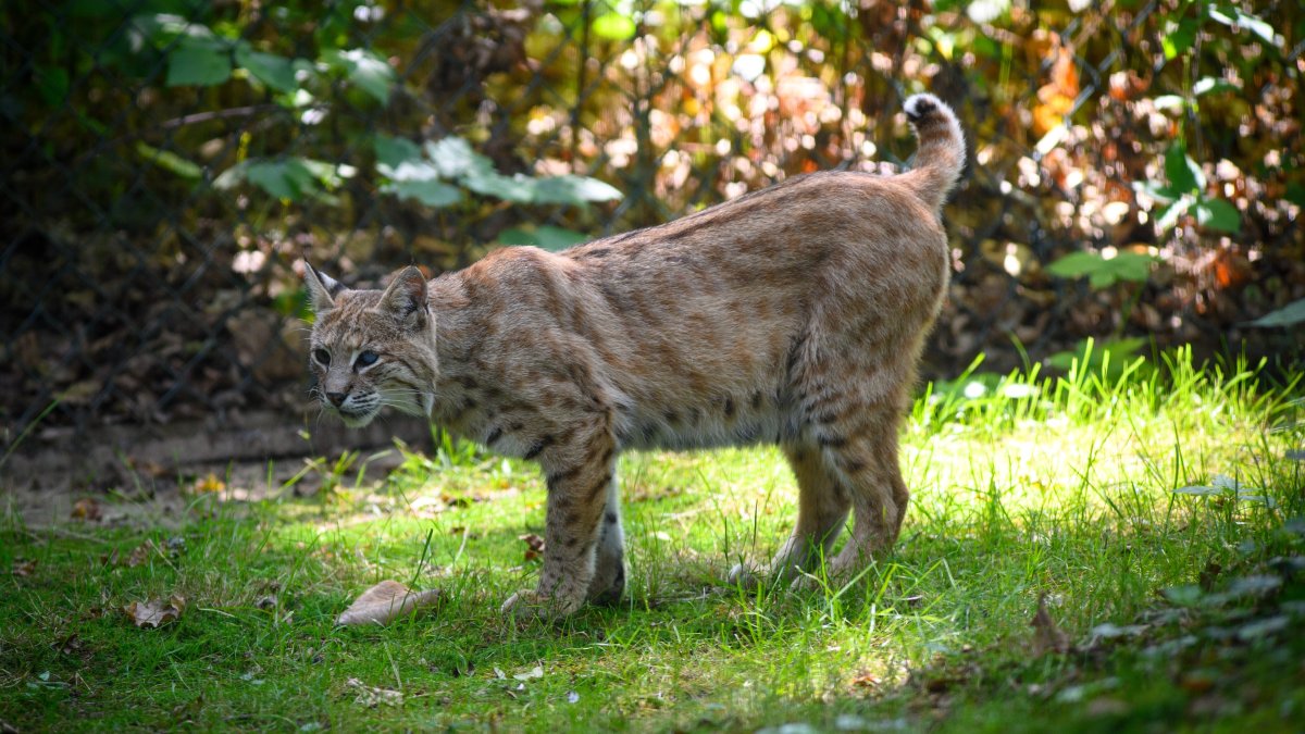 bobcat vs coyote