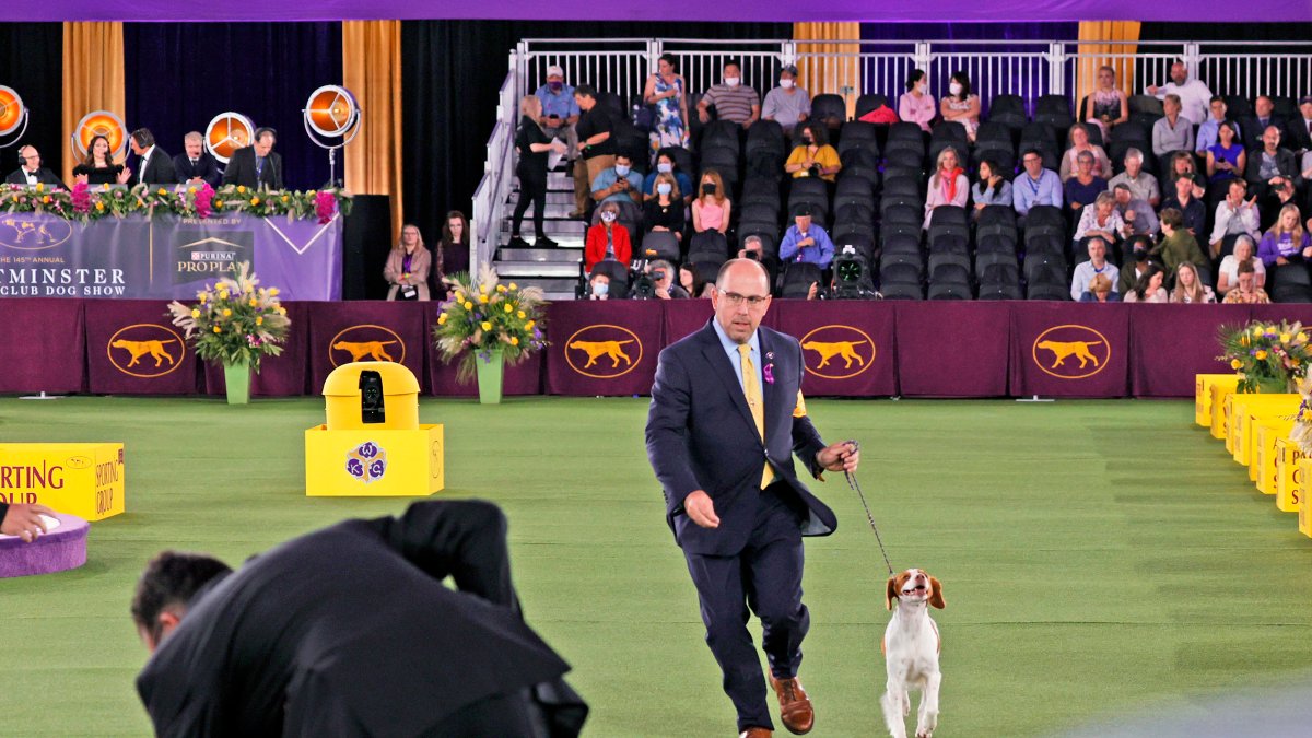 Westminster Kennel Club Dog Show 2023: When, Where, Prizes and More – NBC 5 Dallas-Fort Worth - Vimarsana News