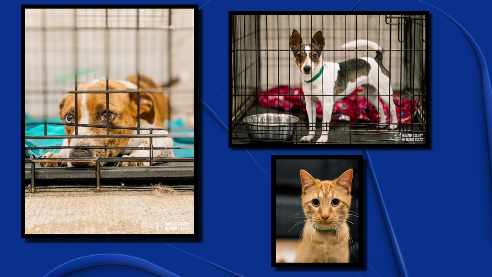 Cat and Kitten Adoption Event - SPCA of Wake County