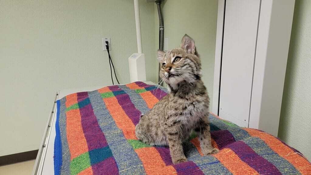 Wildlife Rescue Service Saves Baby Bobcat in Wylie - Vimarsana News