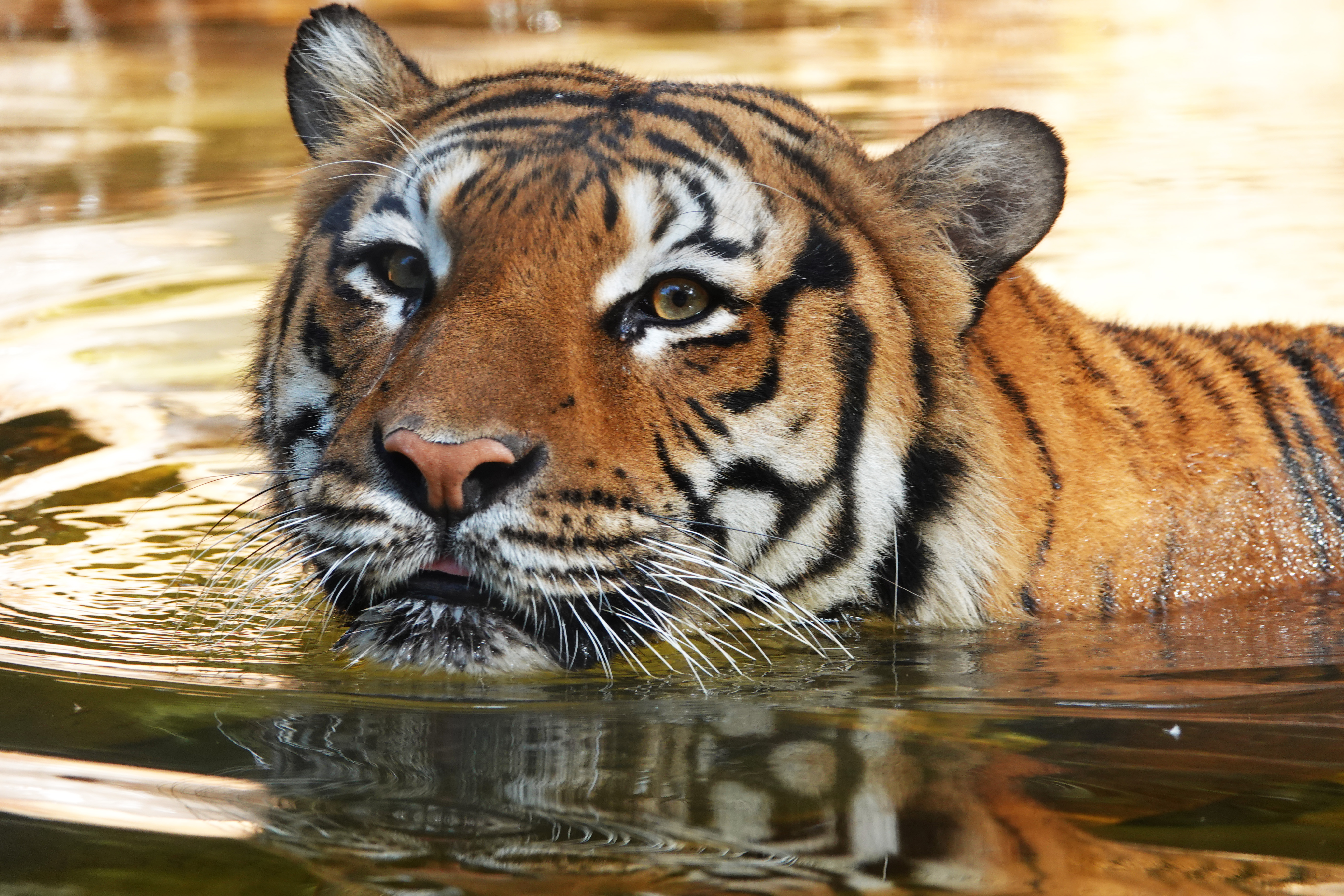 Tiger Shot After Attacking Person at Naples Zoo: Police – NBC 5 Dallas-Fort Worth - Vimarsana News