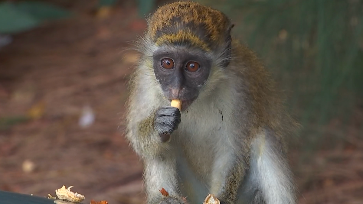 Monkeys Near South Florida Airport Delight Visitors - Vimarsana News