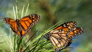 Butterflies land on branches at Monarch Grove Sanctuary in Pacific Grove, Calif., on Nov. 10, 2021.