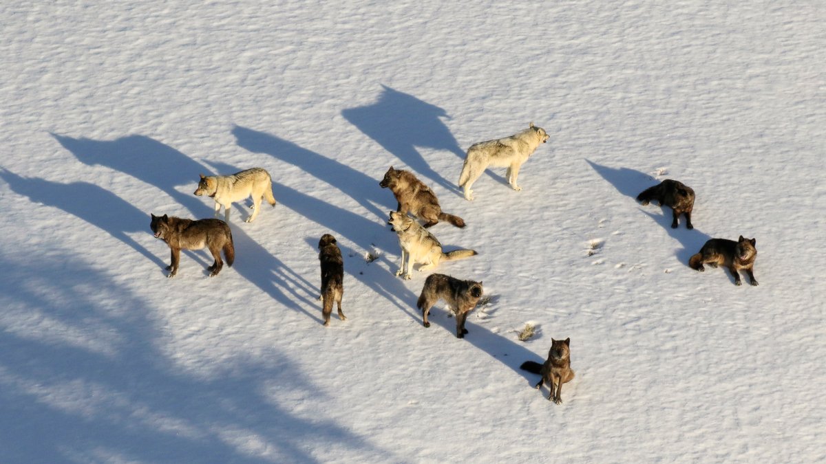Montana Curbs Wolf Hunt After 23 From Yellowstone Killed – NBC 5 Dallas-Fort Worth - Vimarsana News