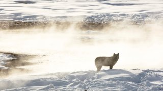 This Jan. 24, 2018, photo released by the National Park Service shows a wolf from the Wapiti Lake pack silhouetted by a nearby hot spring in Yellowstone National Park, Wyo. Park officials say hunters in neighboring states have killed 20 of the park's renown gray wolves in recent months, most of them in Montana after the state lifted hunting restrictions near the park.