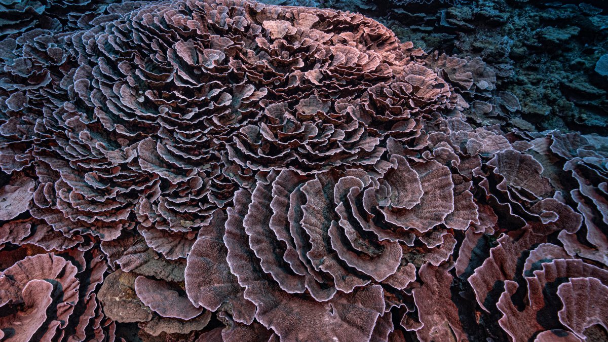 Rare, Pristine Coral Reef Found Off Tahiti Coast - Vimarsana News