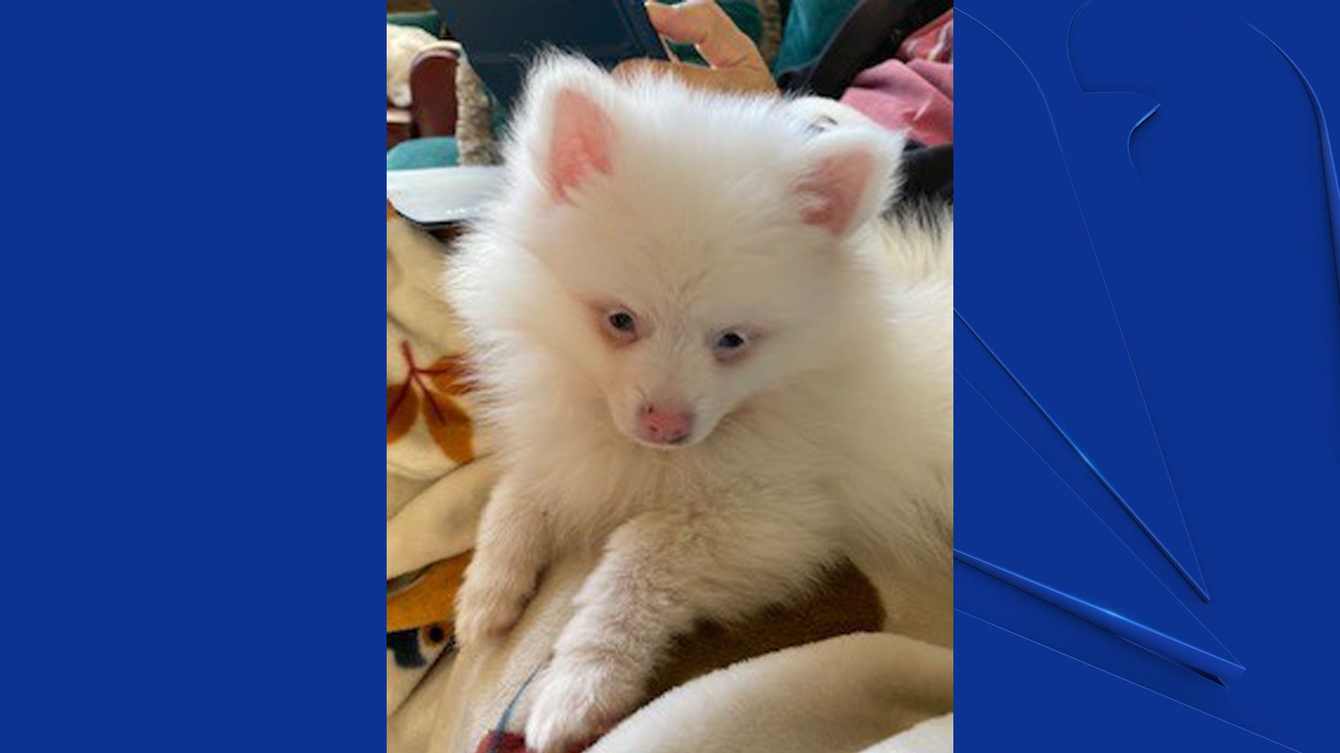 Albino clearance pomeranian puppy