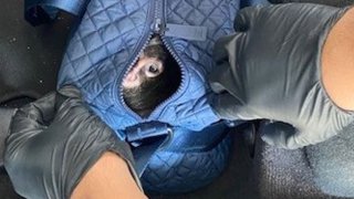 Undeclared spider monkeys intercepted by CBP officers
and agriculture specialists at Progreso International
Bridge.