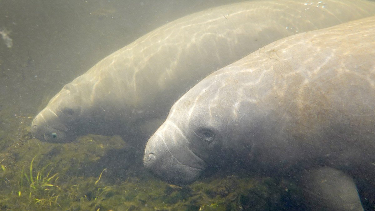 Endangered Status Sought for Manatees as Hundreds Starve in Florida - Vimarsana News