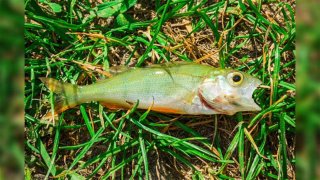 A photo shared by the city of Texarkana, Texas, showing a fish that fell from the sky.