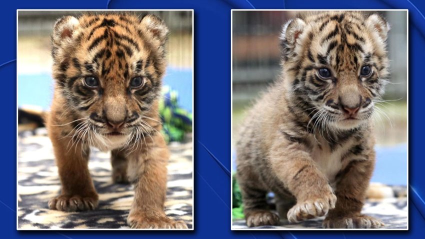 sumatran tiger newborn cubs