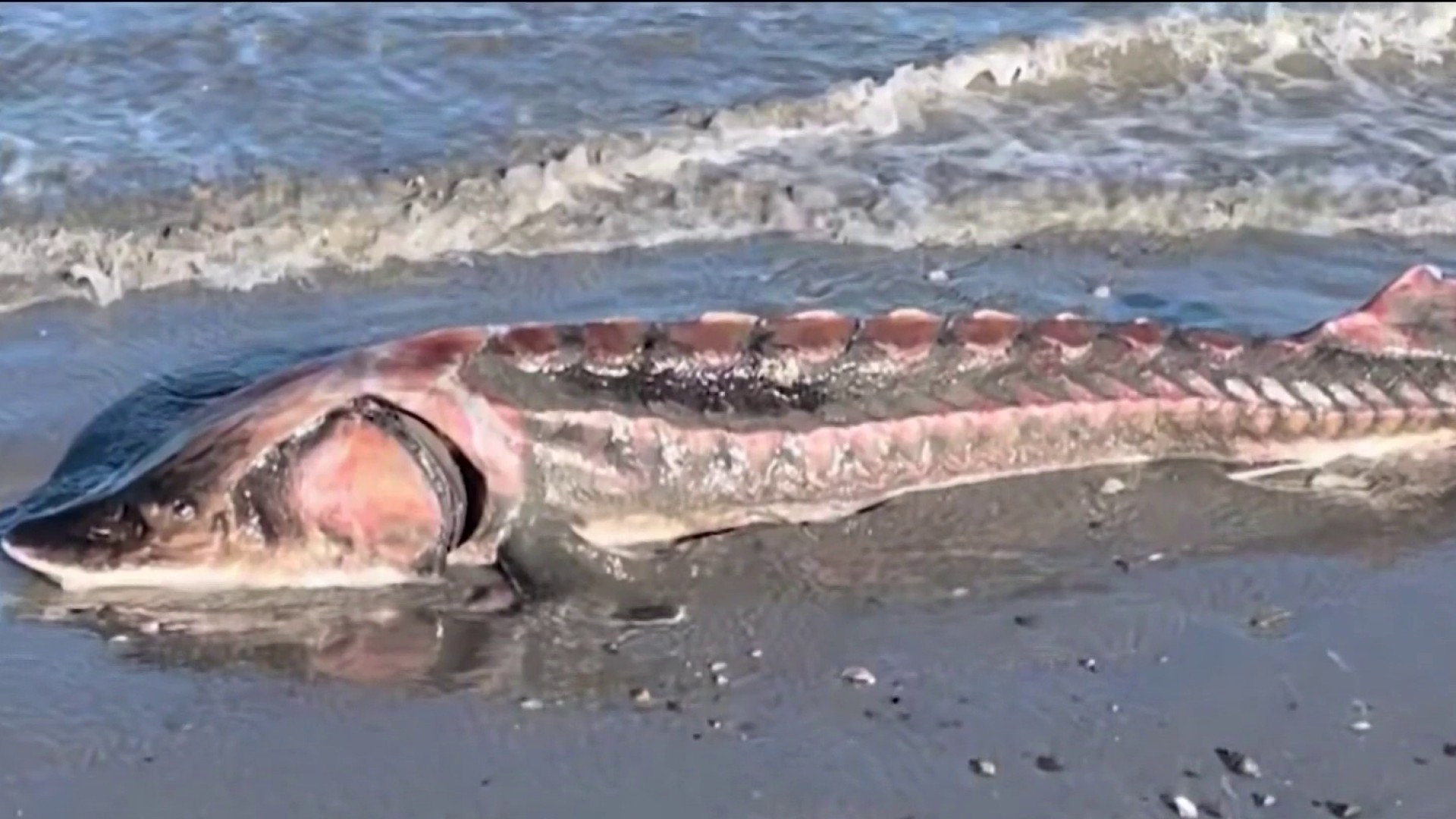 Rare 5-Foot Sturgeon that Looked ‘Prehistoric' Washes Up on
Massachusetts Beach