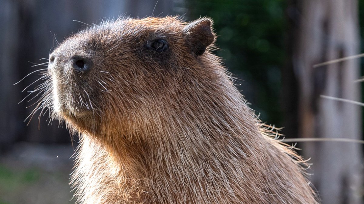 Does the Dallas Zoo Have Capybaras? Everything You Need to Know