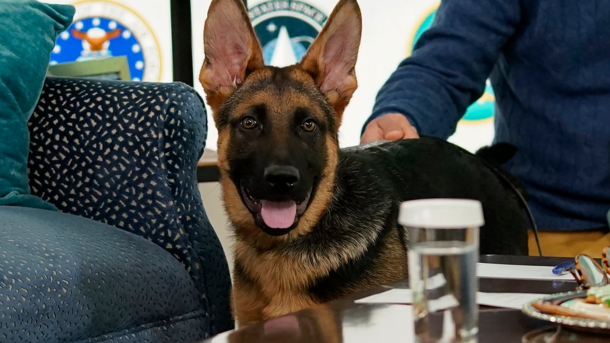 Biden's German Shepard Commander bit Secret Service agents 10 times over four months – NBC 5 Dallas-Fort Worth - Vimarsana News