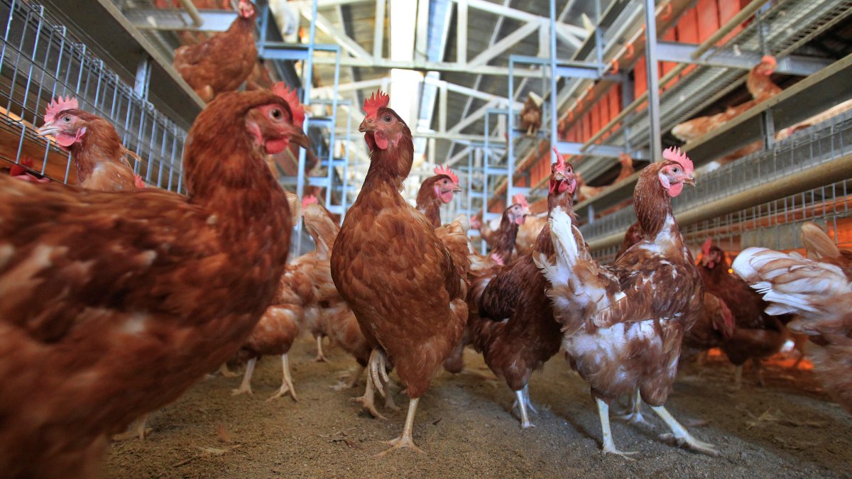 Cage-Free Chicken Efforts Score Surprising Success in Egg Industry – NBC 5 Dallas-Fort Worth - Vimarsana News