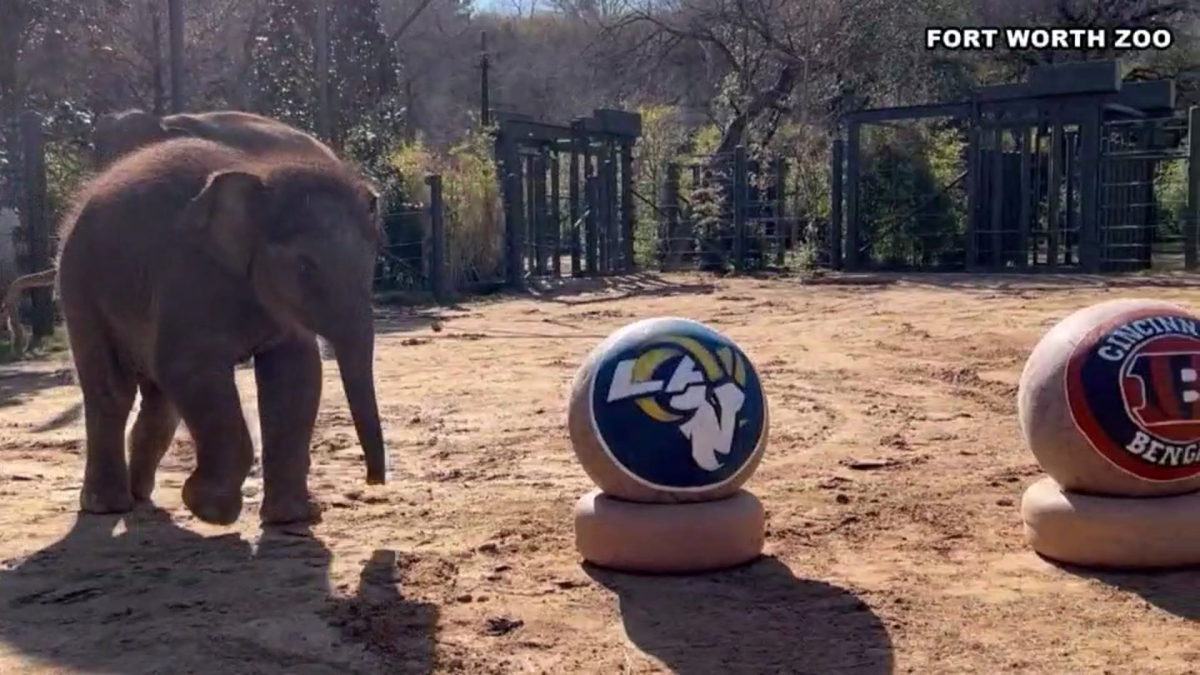 Hogle Zoo's Vulcan The Lion Predicts Super Bowl LVI Winner