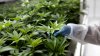 Texas governor vetoes bill that would ban all THC products