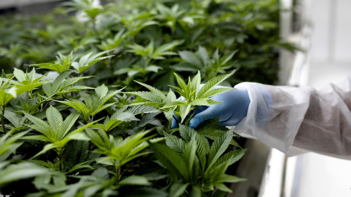 Illinois Lawmakers Approve Marijuana Legalization - National News - US News
