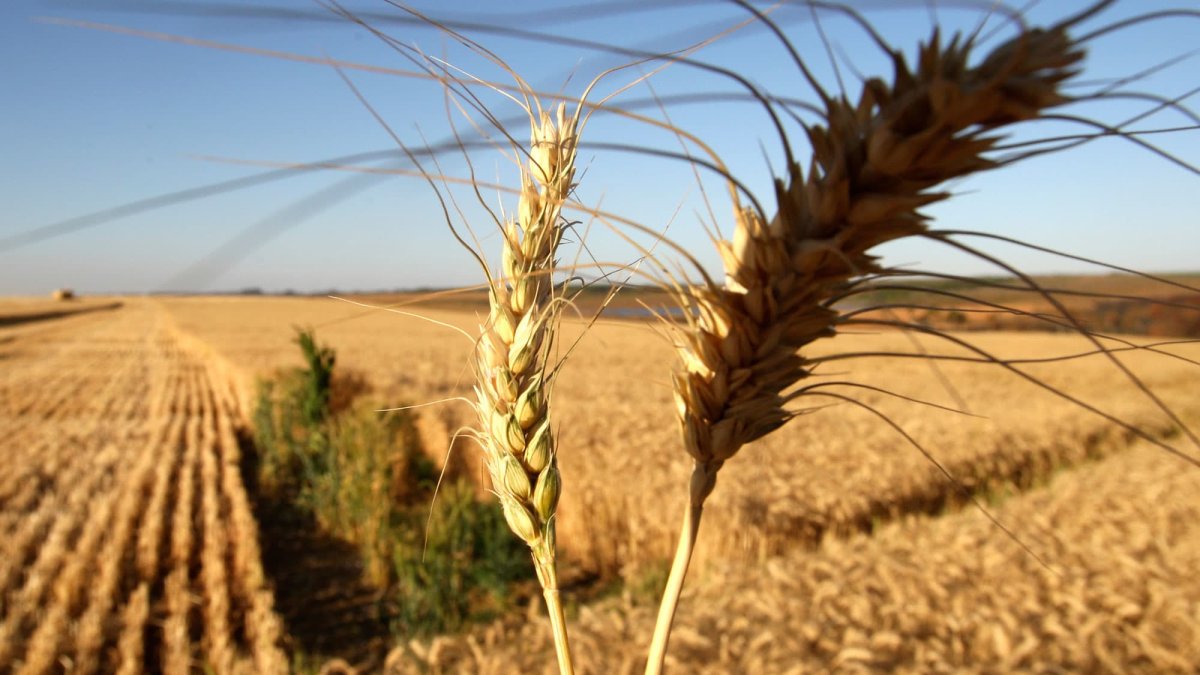 Agco CEO Says Russia-Ukraine War's Potential Consequences on Global Food Supply Is 'a Really Big Deal' – NBC 5 Dallas-Fort Worth - Vimarsana News