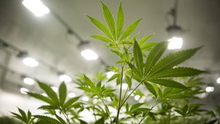 Cannabis Stocks Are Hot Ahead of a House Panel Hearing on a Federal Legalization Bill