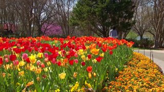Spring has sprung at the Dallas Arboretum. The annual Dallas Blooms Festival is nearly in full bloom, as 100 varieties of spring bulbs transform into 500,000 spring blooms.