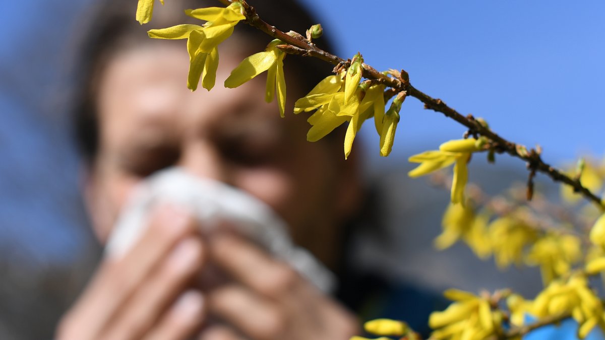 Pollen Levels Stay High Through the Weekend; Here’s What’s in the Air ...
