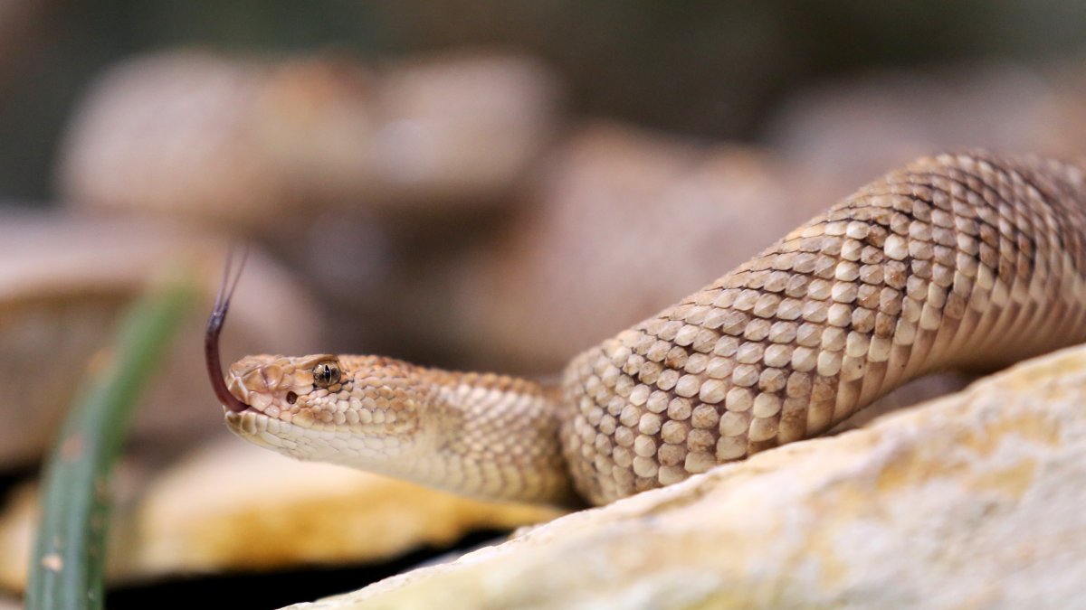 Rattlesnake Roundups Take 2 Paths, Drawing Praise and Scorn – NBC 5  Dallas-Fort Worth
