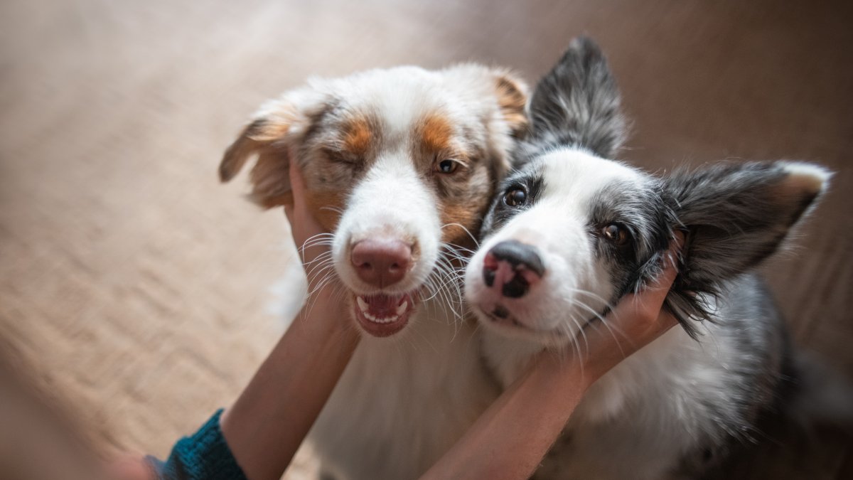 Kaufman Pet Adoption Center Opens Its Doors - Vimarsana News