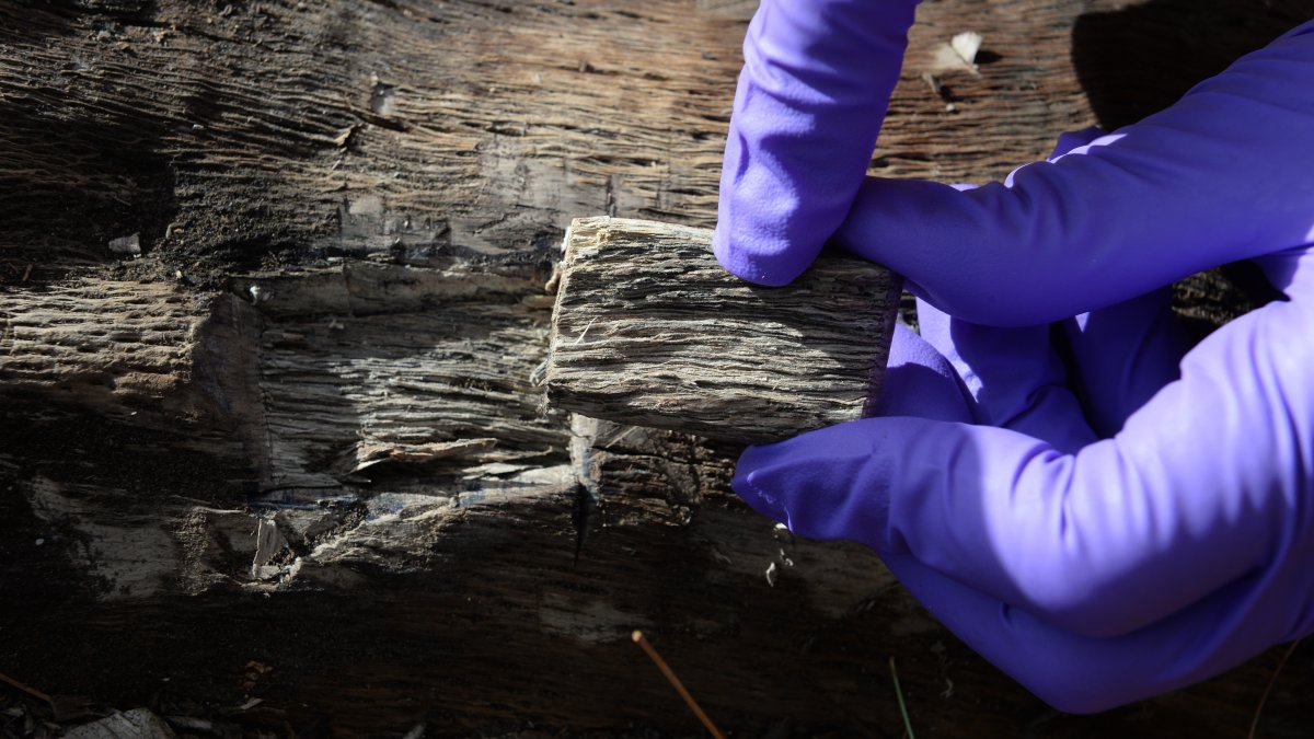 Prevent the Spread of Oak Wilt in North Texas This Spring - Vimarsana News