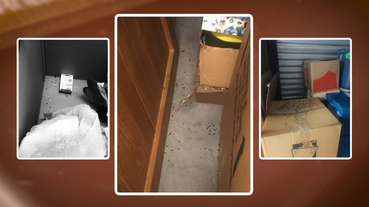 If Rodents Settle Into a Storage Unit, Who's Responsible for Damage?