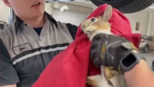 Auto Technicians in Plano Handle a Hare-y Situation - Vimarsana News